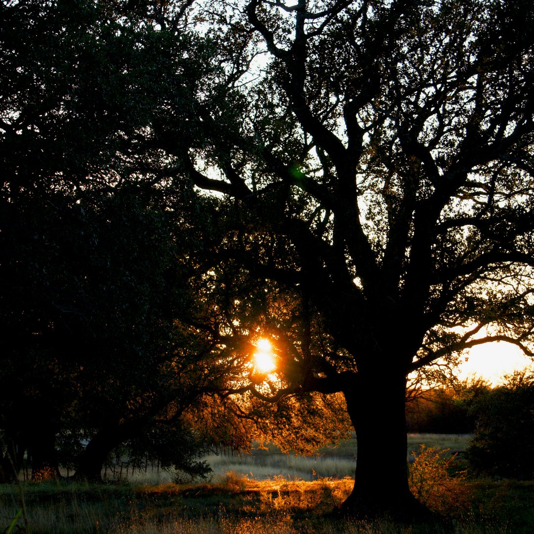 StopFitzhughCon's tweet image. 📸 DM/email us your favorite hill country fall photos for a chance to be featured on #StopFitzhughConcertVenue!

The proposed concert venue has the potential to displace 32 acres of trees. What does that mean for the fall foliage we&apos;ve come to love in our #TexasHillCountry? 🌰🌳