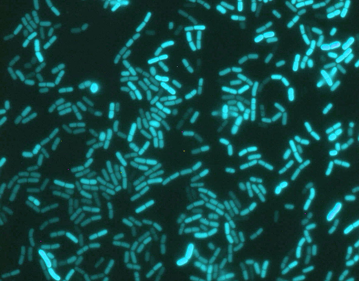 John Innes Centre (@johninnescentre) on Twitter photo PRESS RELEASE - Dreams come true for researchers as they win major European funding to investigate biological clocks in bacteria
A pioneering collaboration between JIC, <a href="/LMU_Muenchen/">Universität München</a> and <a href="/UniLeiden/">Universiteit Leiden</a> has been awarded prestigious <a href="/ERC_Research/">European Research Council (ERC)</a>
funding.
okt.to/8LvXNO PRESS RELEASE - Dreams come true for researchers as they win major European funding to investigate biological clocks in bacteria
A pioneering collaboration between JIC, <a href="/LMU_Muenchen/">Universität München</a> and <a href="/UniLeiden/">Universiteit Leiden</a> has been awarded prestigious <a href="/ERC_Research/">European Research Council (ERC)</a>
funding.
okt.to/8LvXNO