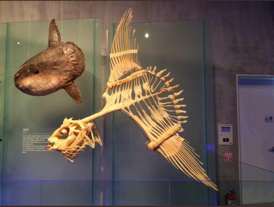 Remembered that one image of a sunfish with it's ass ripped off thinking about how the hell it's alive....which is how I found out what their skeleton looks like.....