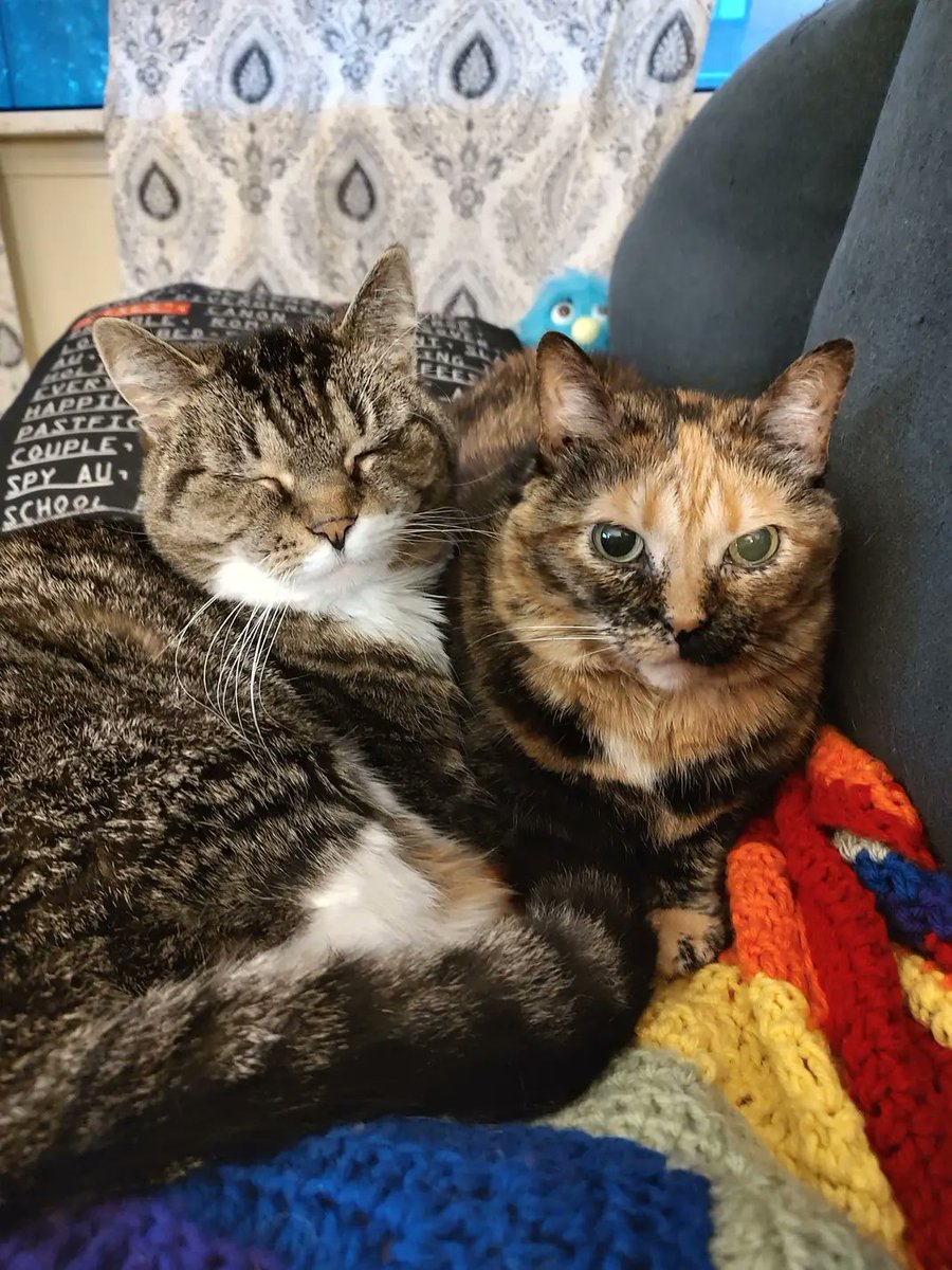 ShannCanWrite's tweet photo. Luna passed over the rainbow bridge sometime after 1:30 am early Monday morning. We already miss her so much but I'm glad she's with my dad and her other cat bud Sirius again https://t.co/hpm0O71uES