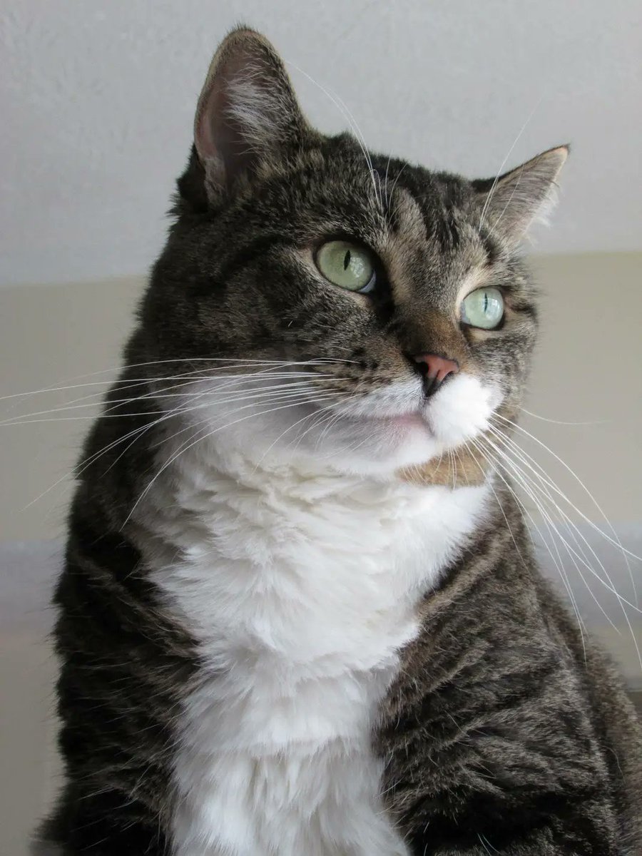 ShannCanWrite's tweet photo. Luna passed over the rainbow bridge sometime after 1:30 am early Monday morning. We already miss her so much but I'm glad she's with my dad and her other cat bud Sirius again https://t.co/hpm0O71uES
