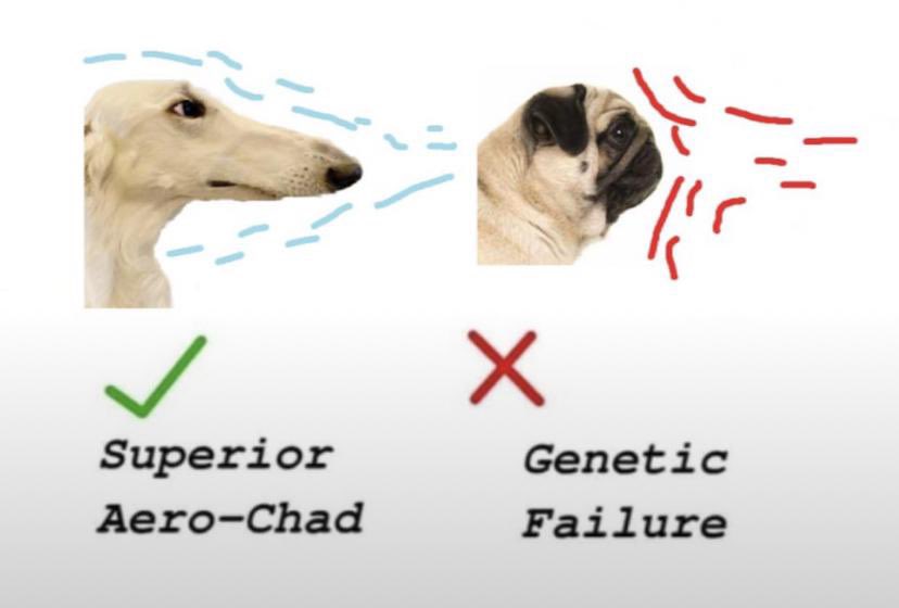 The dog is simply Longer