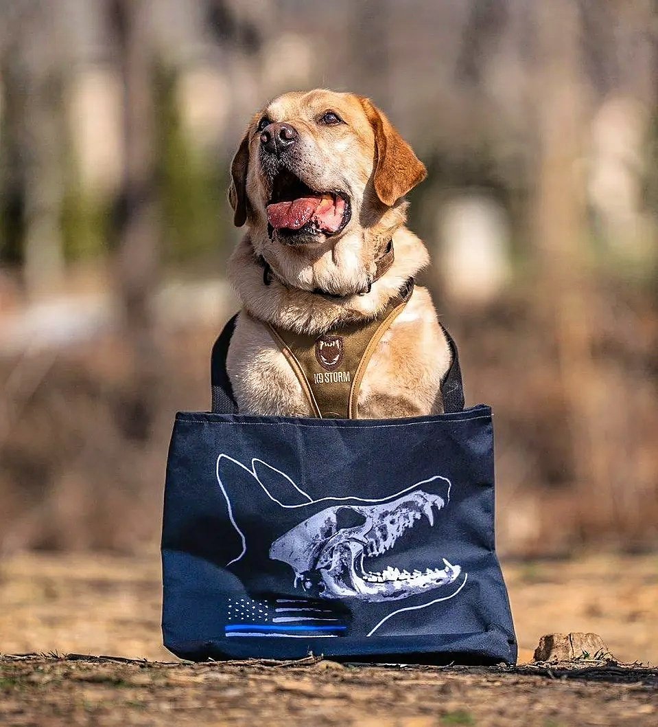 K9s of Valor tweet media