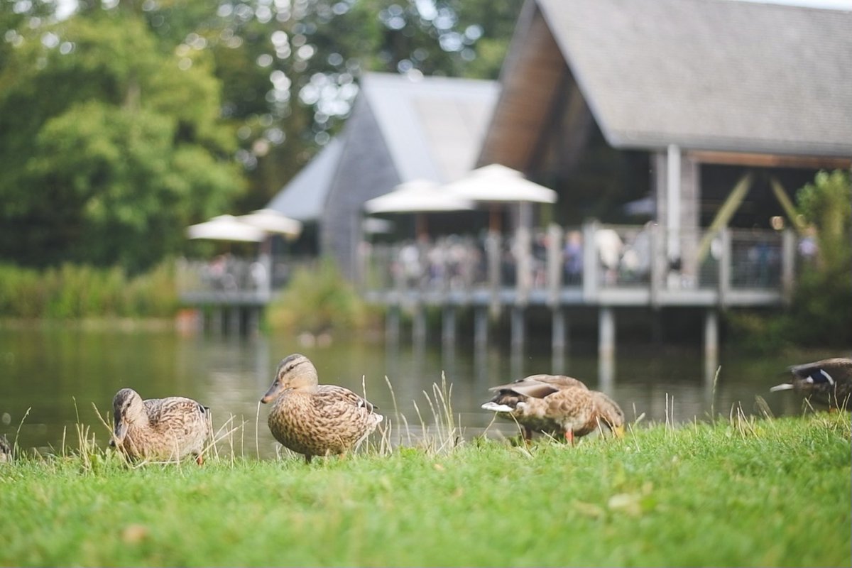 danbossdesigns's tweet photo. It was great to be able to work with the Weald and Downland Living Museum, in creating a few promotional films for the museum.

The full videos can be found on their YouTube page 🎥 https://t.co/ejtp0MAmsu
