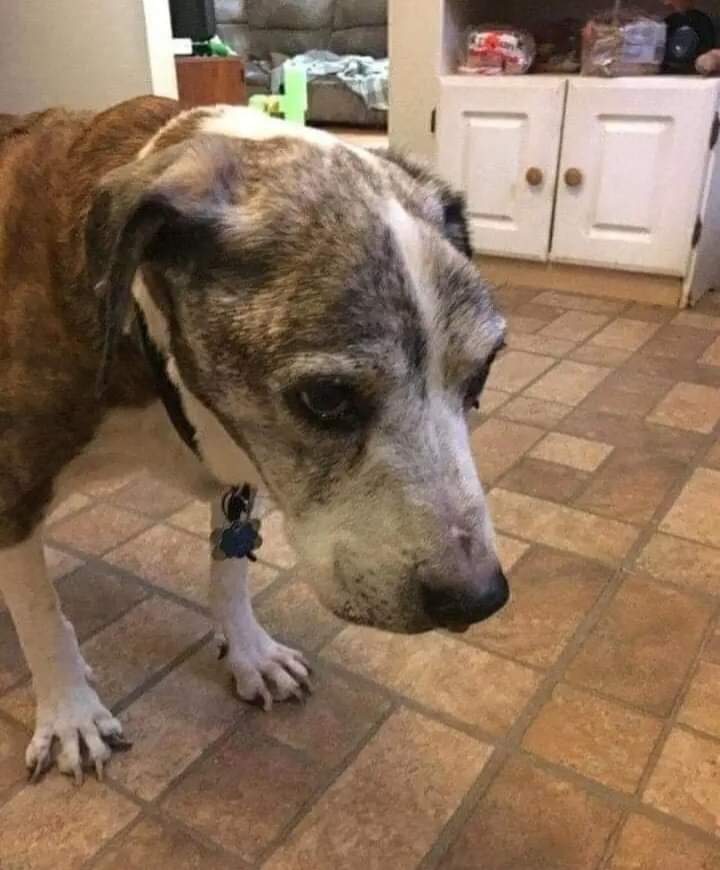 thehappydog_'s tweet image. Today is my 18th birthday 🎉 I'm an old dog? 🥺 Will you still love me? 🥺