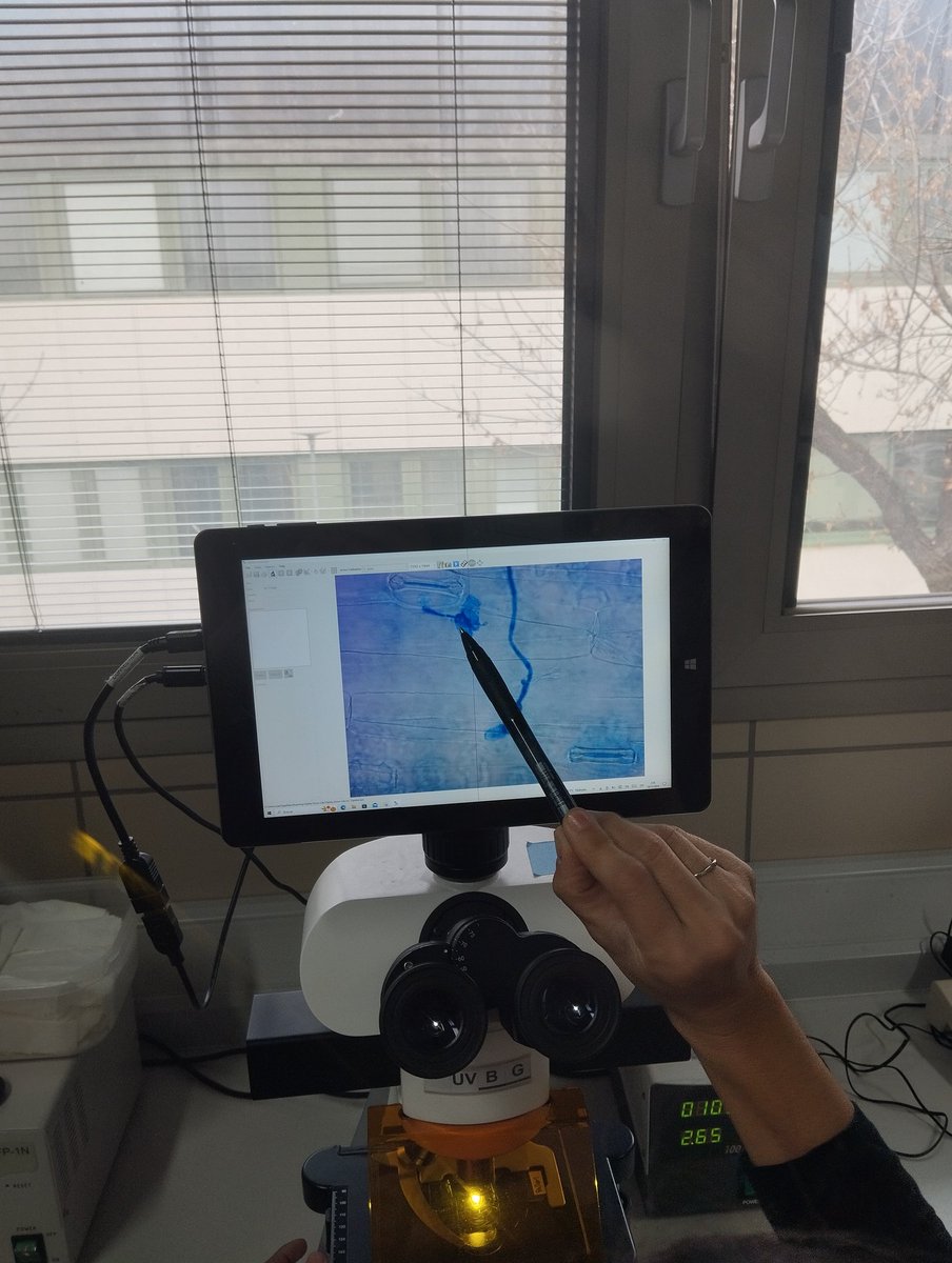 wheatmeiosis IAS CSIC (@wheatmeiosis) on Twitter photo Asistencia a los cursos de <a href="/TrigoHubCSIC/">TrigoHubCSIC</a> impartidos por el <a href="/IAS_CSIC/">IAS-CSIC</a> e <a href="/IfapaJunta/">IFAPA</a>
Parte I
Evaluación e inoculación de #oidio
<a href="/CeResLab_IAS/">Cereal Resilience Lab</a> Asistencia a los cursos de <a href="/TrigoHubCSIC/">TrigoHubCSIC</a> impartidos por el <a href="/IAS_CSIC/">IAS-CSIC</a> e <a href="/IfapaJunta/">IFAPA</a>
Parte I
Evaluación e inoculación de #oidio
<a href="/CeResLab_IAS/">Cereal Resilience Lab</a>