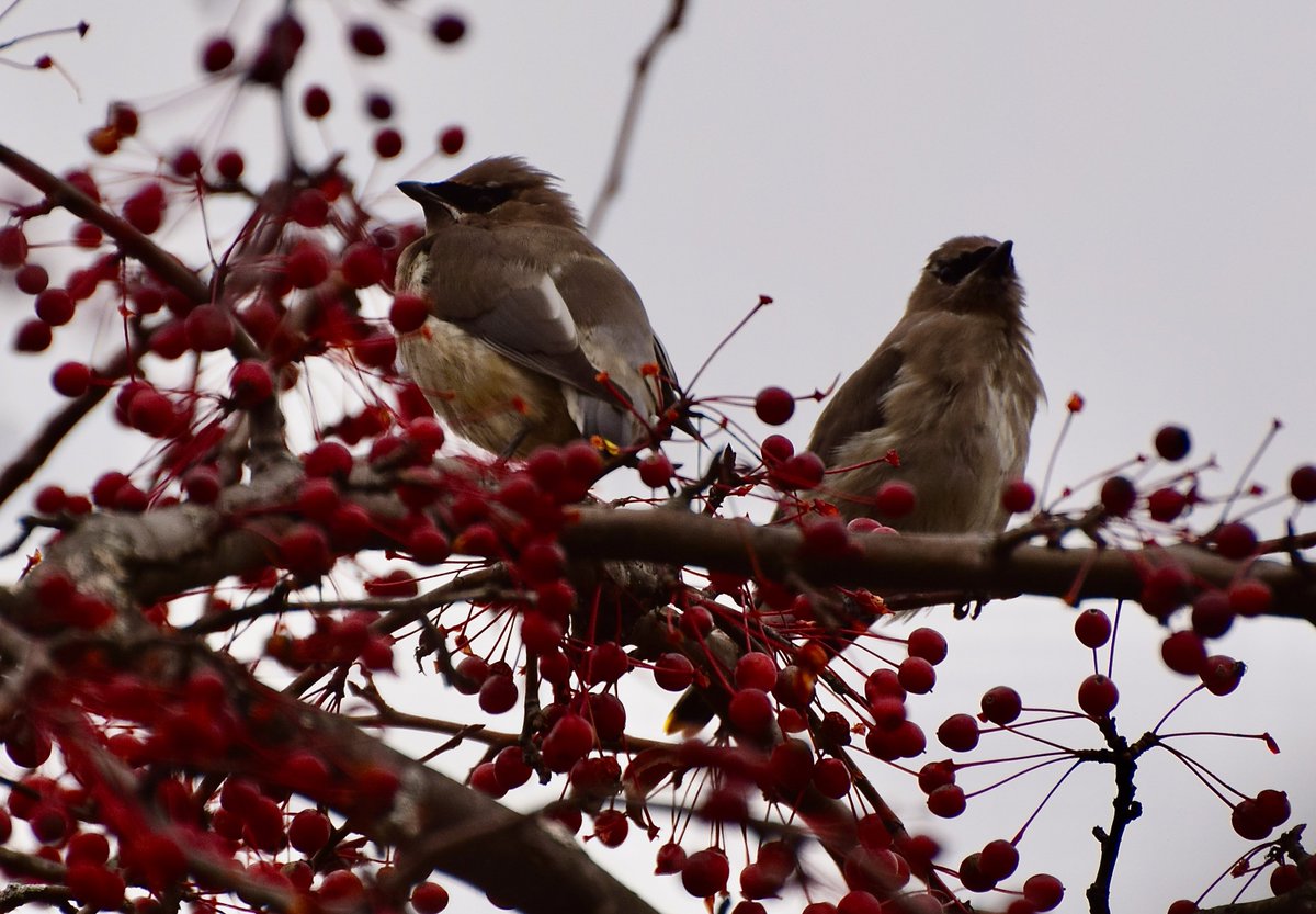 All things great are wound up with all things little.
-Lucy Maud Montgomery / Anne of Green Gables
A pair of juvenile Cedar Waxwings enjoying the glistening berry laden Autumn branches.
#birds #birding #birdwatching #Autumn #nature #Ottawa #StormHour #ShareYourWeather