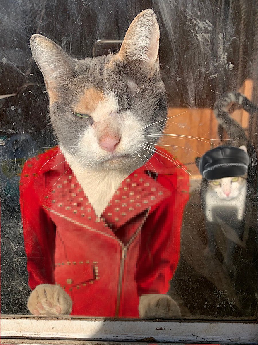 Soo Brownell🐳🦋 tweet media