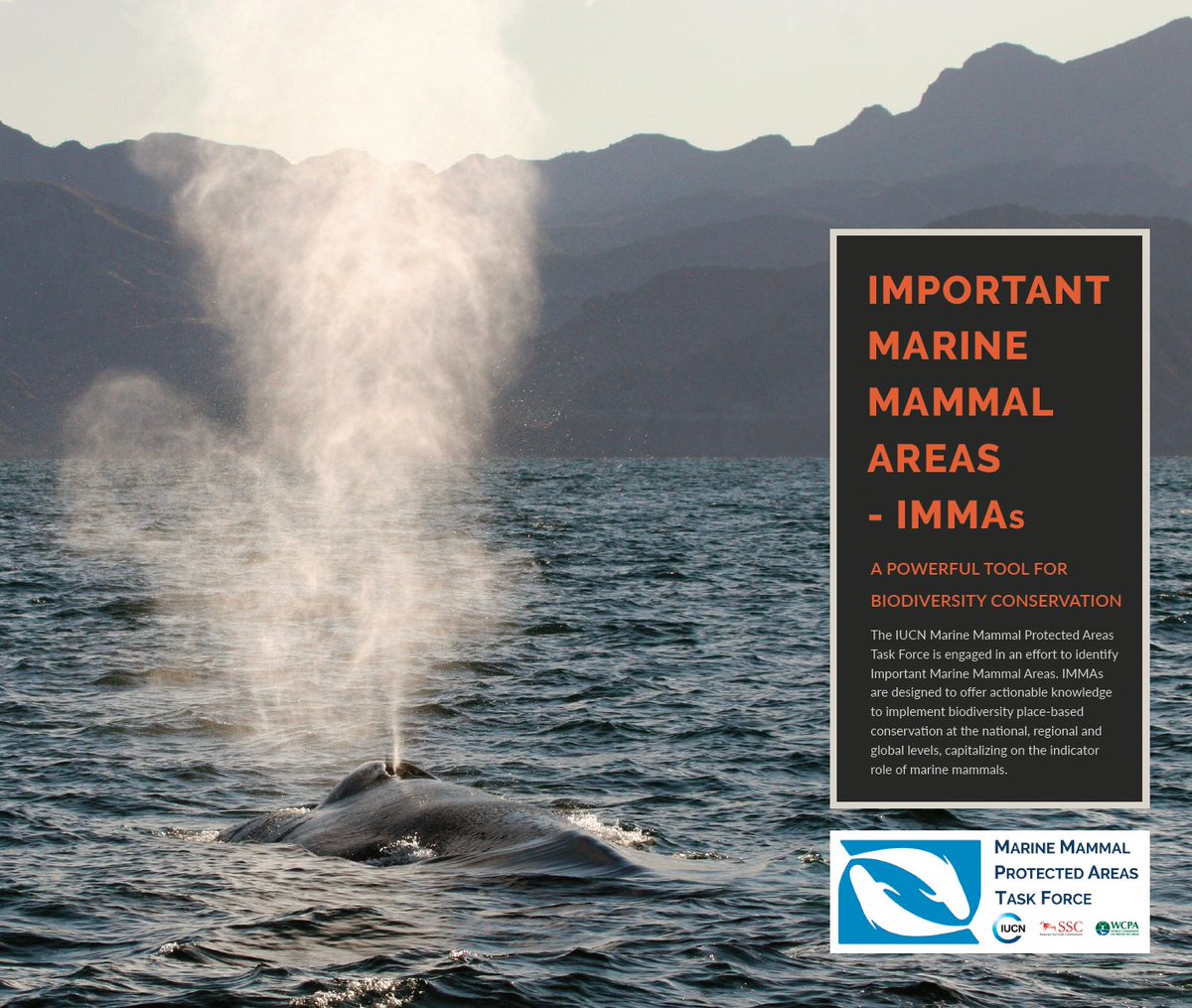 mmpatf (@mmpatf) on Twitter photo For more news and updates about Important Marine Mammal Areas — IMMAs, please follow us on bluesky at @imma-network.bsky.social and <a href="/ErichHoyt/">Erich Hoyt</a>.bsky.social For more news and updates about Important Marine Mammal Areas — IMMAs, please follow us on bluesky at @imma-network.bsky.social and <a href="/ErichHoyt/">Erich Hoyt</a>.bsky.social
