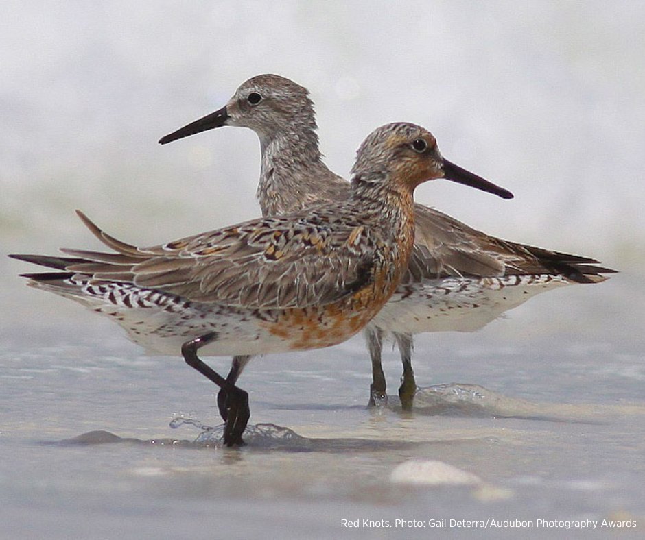 Audubon New York (@audubonny) on Twitter photo Dr. Jane Goodall joined the fight to protect Horseshoe Crabs in New York! She has called on <a href="/GovKathyHochul/">Governor Kathy Hochul</a> to sign the Horseshoe Crab Protection Act, along with over 1,400 Audubon members. Birds, fish, and other marine life need this bill passed. Dr. Jane Goodall joined the fight to protect Horseshoe Crabs in New York! She has called on <a href="/GovKathyHochul/">Governor Kathy Hochul</a> to sign the Horseshoe Crab Protection Act, along with over 1,400 Audubon members. Birds, fish, and other marine life need this bill passed.
