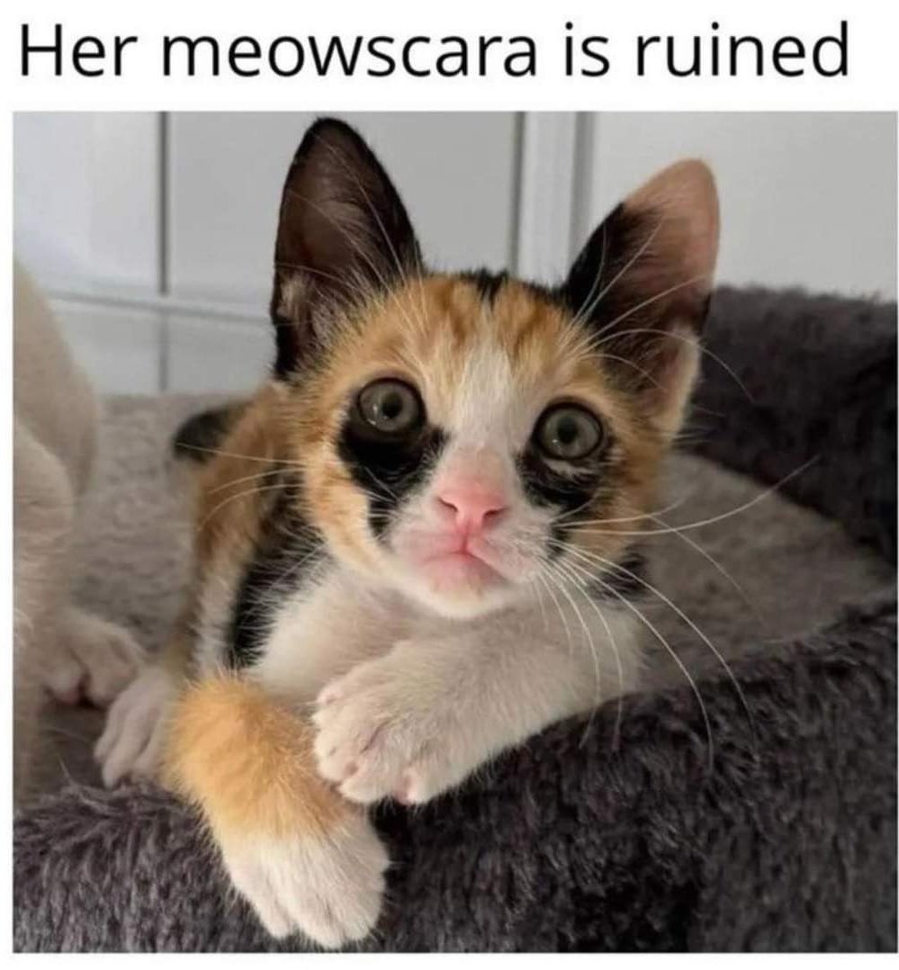CATBRAINCELL's tweet photo. https://t.co/nZFfHSoeK7
