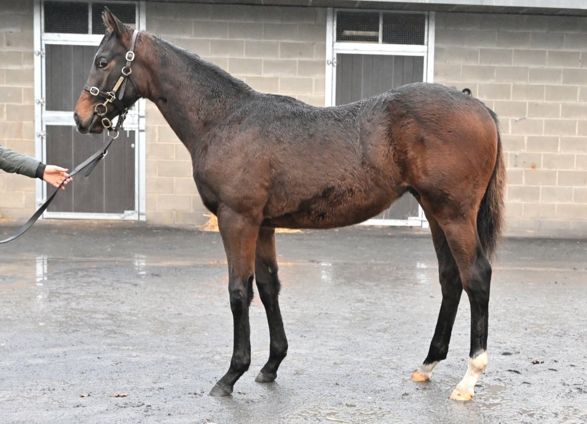 Coolmore (@coolmorestud) on Twitter photo ⚡️SIOUX NATION progeny in demand ⚡️
This strapping colt was sold for €130,000 by <a href="/BallinafadS/">Ballinafad Stud</a> to Pattern Bloodstock.
#CoolmoreSires #HomeOfChampions #SuccessAtTheSales ⚡️SIOUX NATION progeny in demand ⚡️
This strapping colt was sold for €130,000 by <a href="/BallinafadS/">Ballinafad Stud</a> to Pattern Bloodstock.
#CoolmoreSires #HomeOfChampions #SuccessAtTheSales