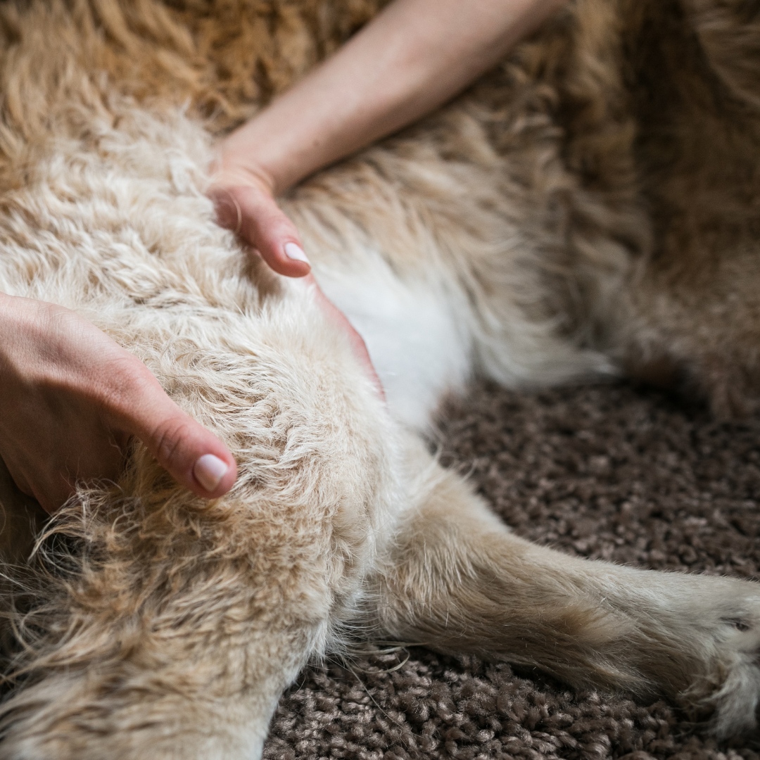 Equiflexion Small Animal and Horse Massage offers comprehensive Pet Massage Therapy for dogs and cats, and is right HERE at Alpha-Dog🐈‍⬛🐕 

For more information: penguinly.social/5en5mZ