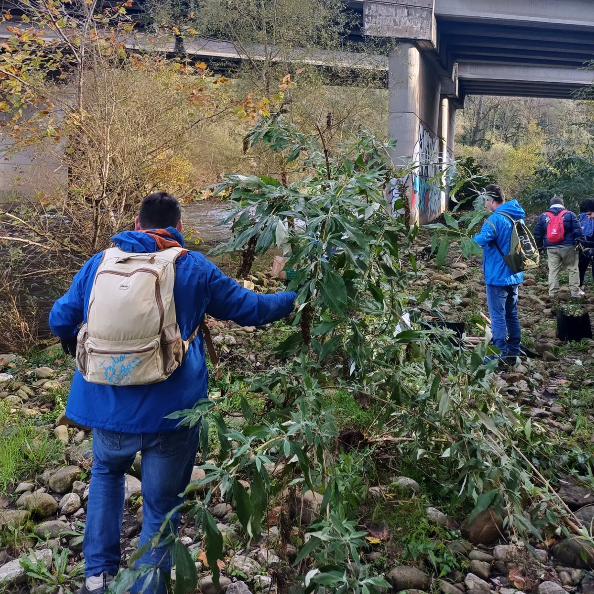 Gracias al apoyo de la <a href="/chcantabrico/">Confederación Hidrográfica del Cantábrico</a> a través del Programa de Voluntariado en ríos ya llevamos recogidos más de 400 kg de plantas de especies invasoras a orillas del Nalón.
¡Gracias a todas las personas participantes! ¡Apúntate a la siguiente!