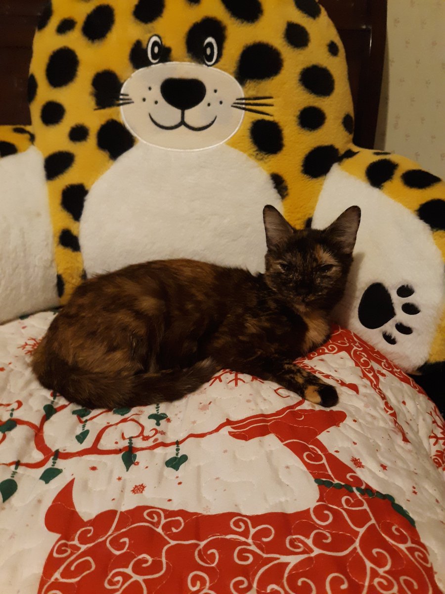 My sweet girl Toffee😻💖