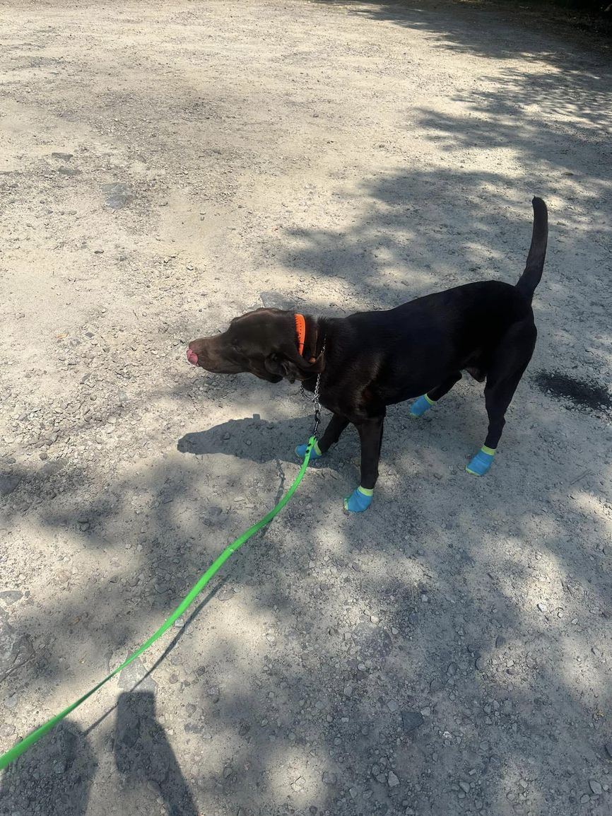 CSK9LLC's tweet image. Is your dog's behavior causing stress? At CSK9 in Gray, PA, I offer effective dog behavior training to bring peace back to your home. Schedule a session now! 

#DogBehaviorTraining #GrayPA  
dogtrainergray.com/dog-obedience-…