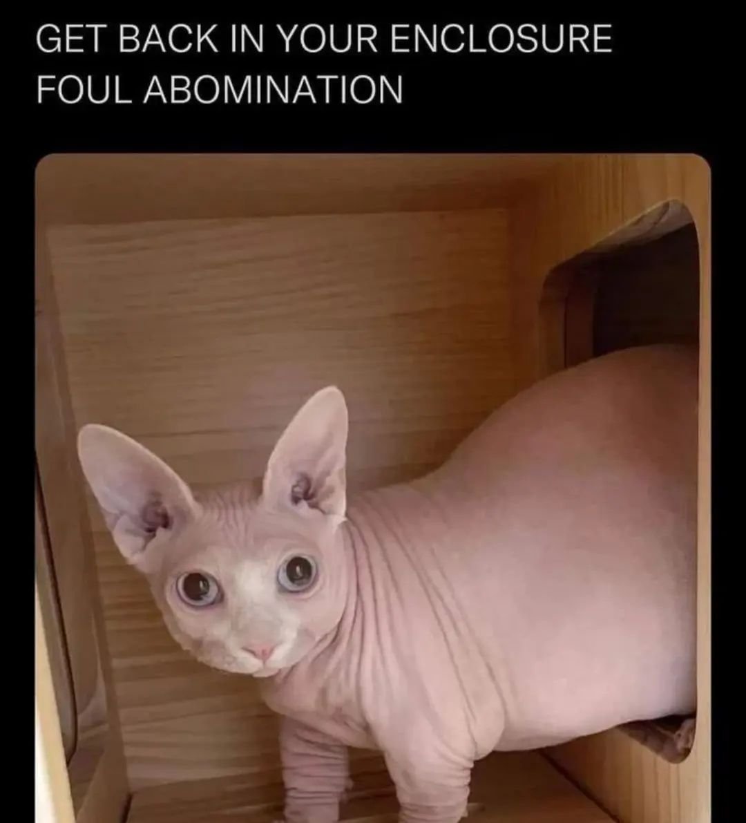 PunchingCat's tweet image. 