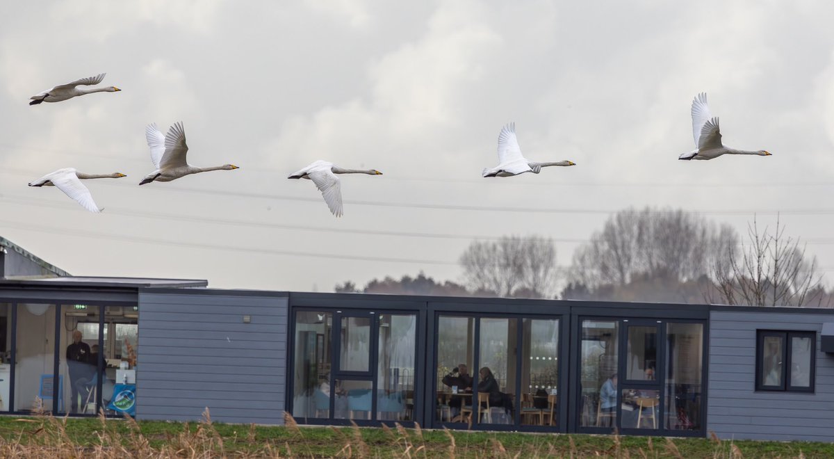roach0653's tweet photo. @RSPBFrampton Whoopers over the visitor centre Thursday 141124 https://t.co/0WkHM4Oe55