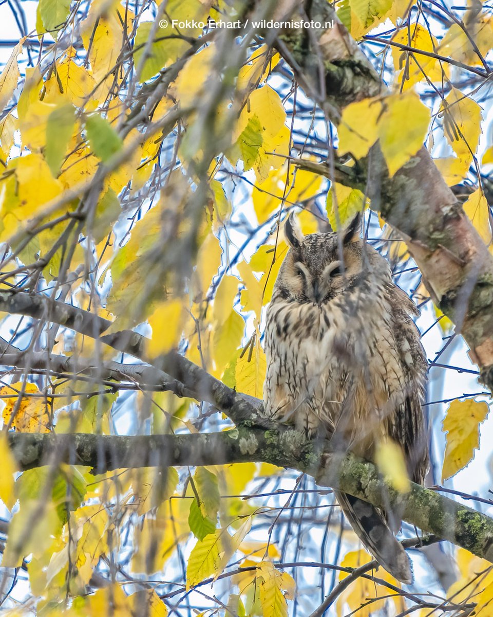 FokkoErhart's tweet photo. De uilenweekenden voor @BridingBreaks zijn weer begonnen. Het leverde meteen mooi beelden op #steenuil #ransuil #bosuil #roek @vogelnieuws @Sovon @VroegeVogels @waarneming @Roots_NL https://t.co/d87cKe3koQ
