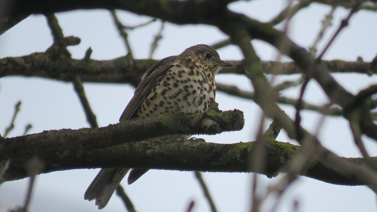 DaveStainer1's tweet photo. Thrushes, Berries &amp; Snow in Morley LEEDS 
#thrush #birdwatching #Yorkshire https://t.co/XUETENmaWE