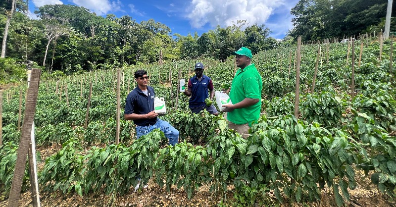 OMEXAgriculture's tweet photo. Within two weeks, this sweet pepper field made a phenomenal recovery. Flower retention, fruit set &amp; plant vigor were dramatically improved!