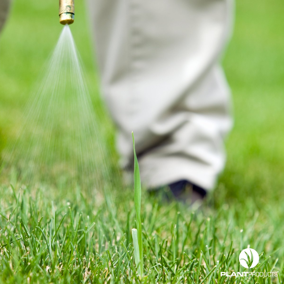 Plant Products Turf (@turfplantprod) on Twitter photo Take control of crabgrass this season with Dimension Pre-Emergent Herbicide from <a href="/TurfPlantProd/">Plant Products Turf</a>. This formula prevents crabgrass before it starts, keeping your turf clean & healthy. Say goodbye to unwanted growth & set your course up for 2025—grow the turf your golfers will love. Take control of crabgrass this season with Dimension Pre-Emergent Herbicide from <a href="/TurfPlantProd/">Plant Products Turf</a>. This formula prevents crabgrass before it starts, keeping your turf clean & healthy. Say goodbye to unwanted growth & set your course up for 2025—grow the turf your golfers will love.