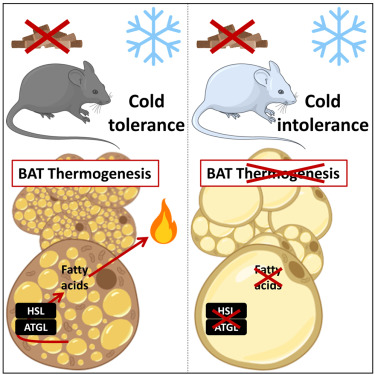 DenisPBlondin (@denispblondin) on Twitter photo Cold-induced thermogenesis requires neutral-lipase-mediated intracellu... sciencedirect.com/science/articl…
Work led by the wonderful team <a href="/I2mcT/">I2MC-Toulouse</a> <a href="/DominiqueLangin/">Dominique Langin</a> <a href="/CarpentierAndr3/">Carpentier André</a> <a href="/EMouisel/">Etienne Mouisel</a> <a href="/ChristopheNoll/">Christophe Noll</a> Cold-induced thermogenesis requires neutral-lipase-mediated intracellu... sciencedirect.com/science/articl…
Work led by the wonderful team <a href="/I2mcT/">I2MC-Toulouse</a> <a href="/DominiqueLangin/">Dominique Langin</a> <a href="/CarpentierAndr3/">Carpentier André</a> <a href="/EMouisel/">Etienne Mouisel</a> <a href="/ChristopheNoll/">Christophe Noll</a>