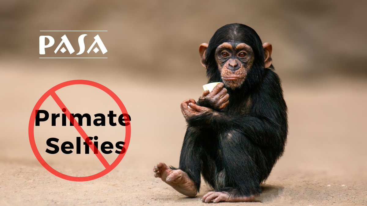 🛑Primate selfies aren’t cute—they’re cruel.⛔🚫

Love animals? You may be unintentionally supporting the illegal wildlife trade by sharing selfies with primates. Let’s protect their homes, not treat them as props. 💔

Join the movement to protect primates: share this post.