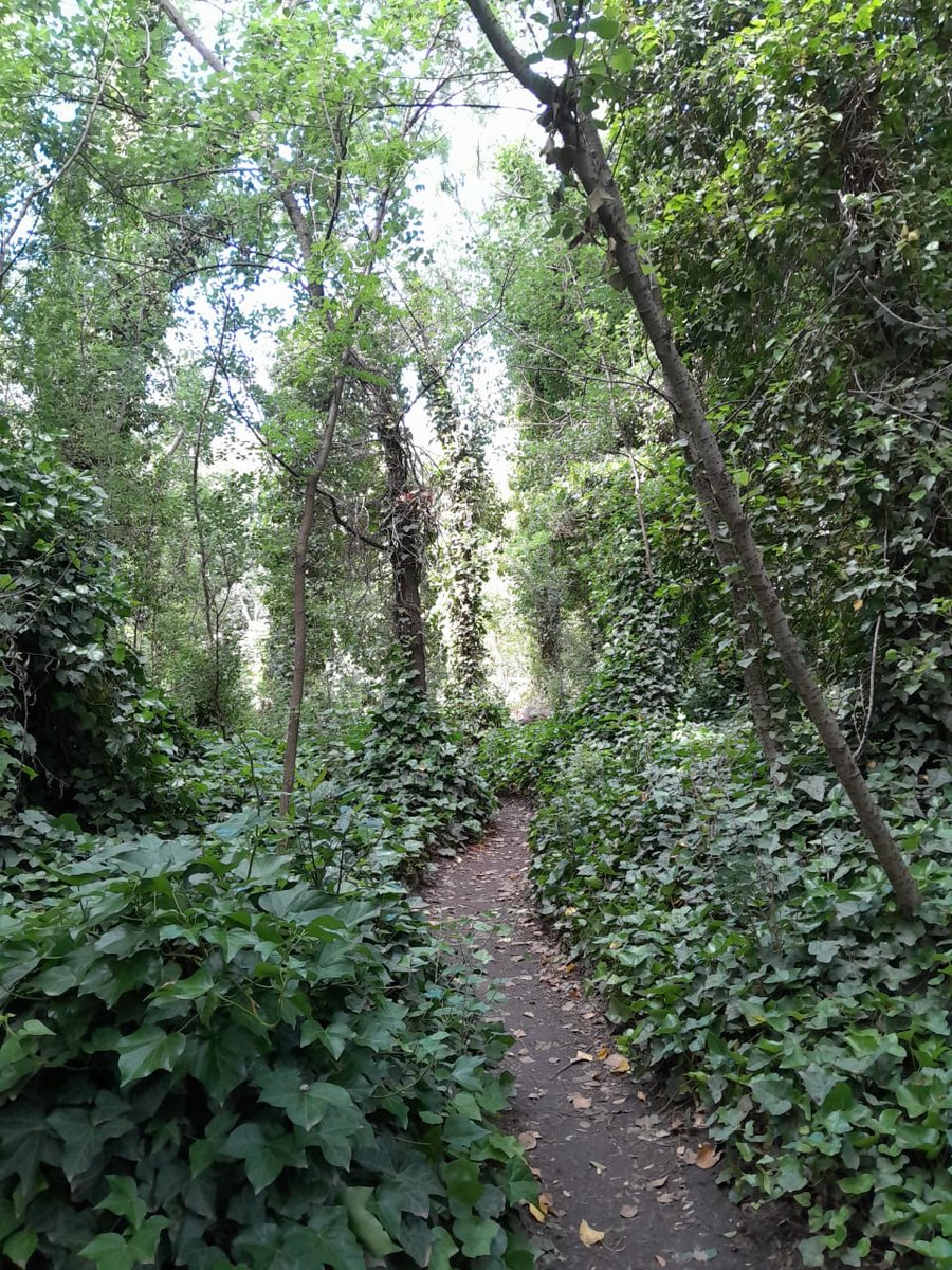 MaraABG's tweet photo. Sendero del Belisario, Sierra de la Ventana 💚 https://t.co/9UZviJoYcJ
