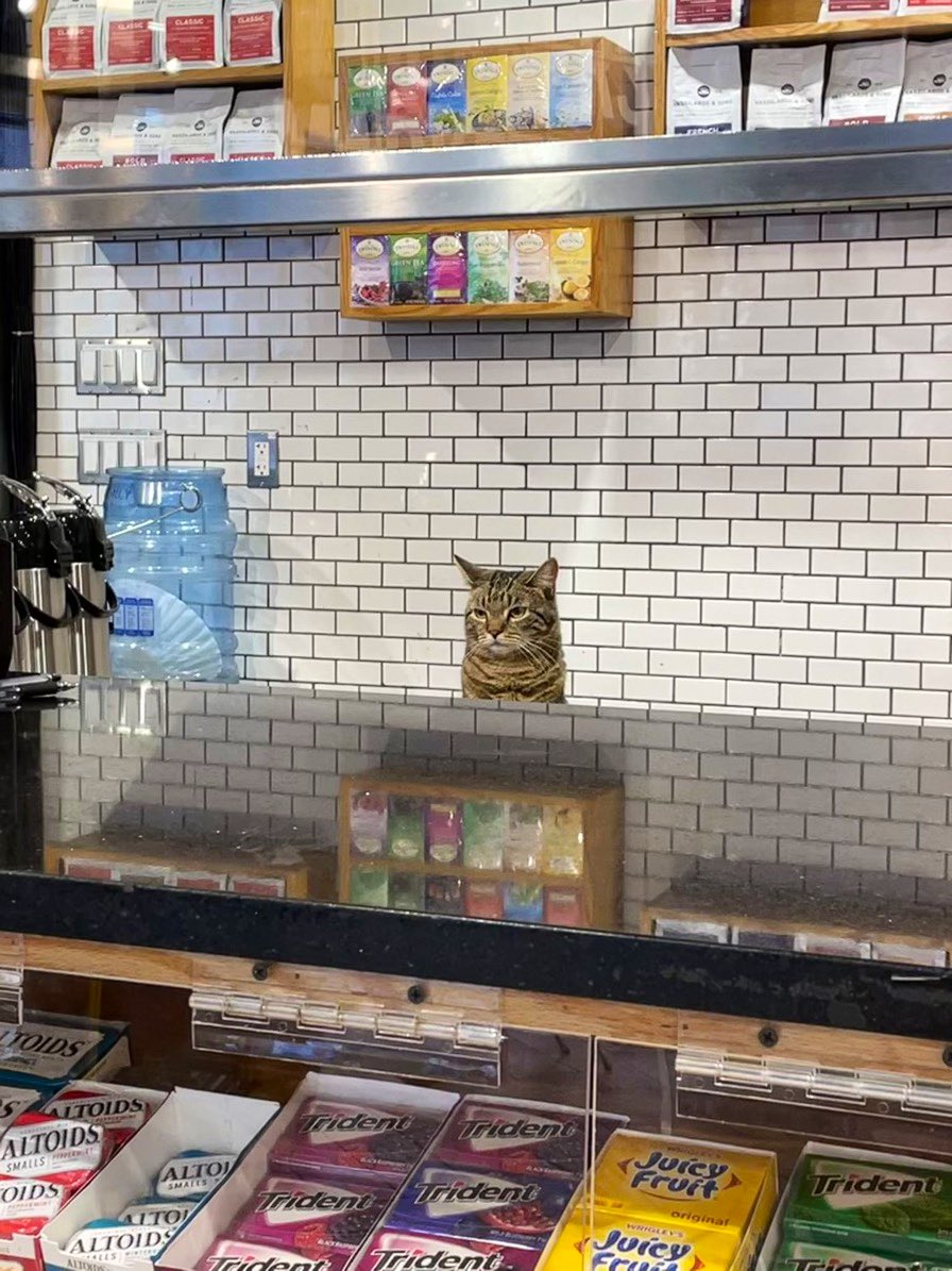 cats with jobs 🛠 tweet media