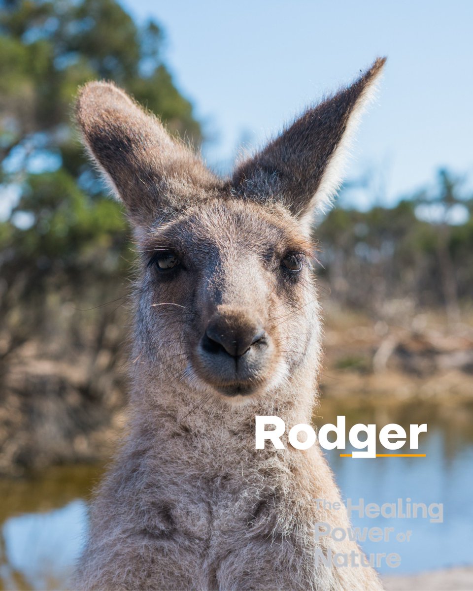 Meet 4 patients you would have never expected!🦘🐟
Veterinarians across the globe are using our fish skin grafts to heal some of nature’s cutest companions. After a shelf life waiting for human use, our products can still provide outstanding healing to the animal kingdom.