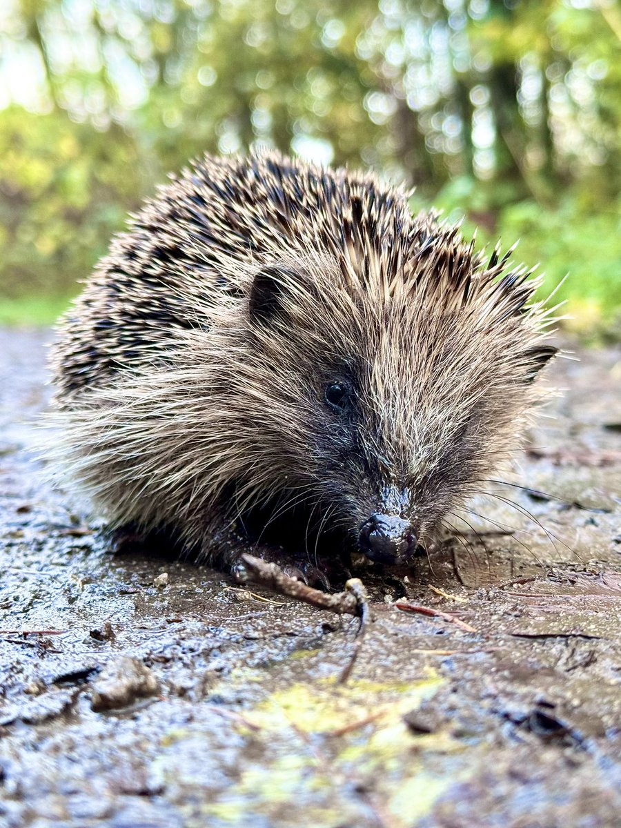 LeDyslexicPhoto's tweet photo. Catching up with the locals while out for a walk! 🦔 . 📸🐾 #Hedgehog #NatureWalk #Photography #iPhonePhotography #WildlifePhotography https://t.co/bcEjoyUZ32