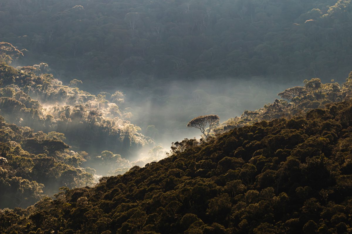 Crowther Lab (@crowtherlab) on Twitter photo Too often, our global climate & nature crises are tackled separately.
However, #NonStateActors can play a key role in fostering synergies to drive more effective change #ForNature. Read the report by <a href="/CrowtherLab/">Crowther Lab</a> in support of <a href="/hlcchampions/">High-Level Climate Champions</a>: bit.ly/3CLS7dq #COP29 Too often, our global climate & nature crises are tackled separately.
However, #NonStateActors can play a key role in fostering synergies to drive more effective change #ForNature. Read the report by <a href="/CrowtherLab/">Crowther Lab</a> in support of <a href="/hlcchampions/">High-Level Climate Champions</a>: bit.ly/3CLS7dq #COP29