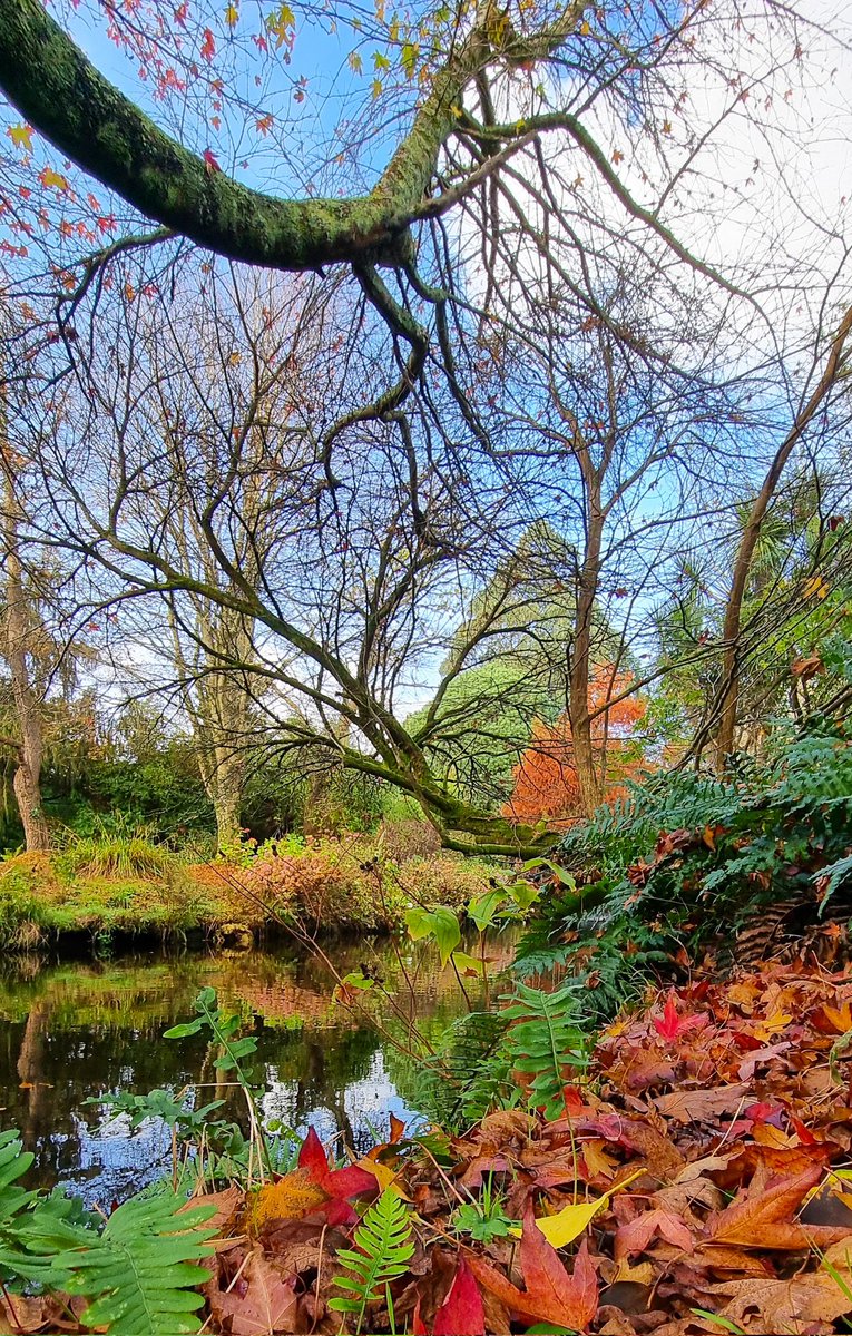 sscanlon07's tweet image. Autumn colours #Autumn #trees #river #Wicklow
