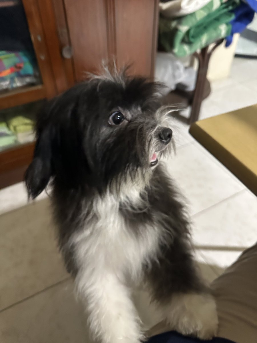0xJustine's tweet photo. Live look at my bro @rivaldare 's dog watching me get cooked on pump fun https://t.co/9Nv6n37vdz