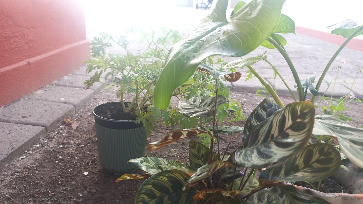 decorazonfertil's tweet photo. Me gusta ver mi ropa tendida en el patio y las plantas regadas. https://t.co/3i0uP2tz6y