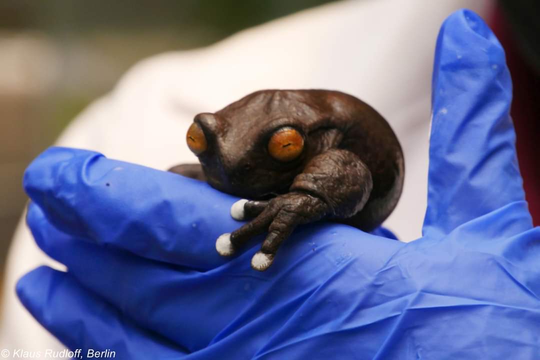 Swamp_Ape_Science tweet media