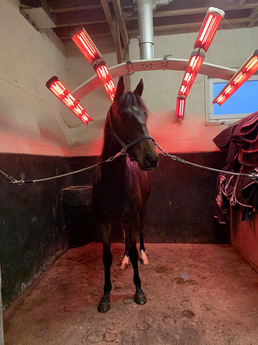 Notre Golden Brown profite du solarium du Haras de la Morsanglière une dernière fois avant son depart pour Pau, prévu demain matin à 7h30. Finies les vacances ! Retour à l’entraînement chez JC Rouget. #raceandcare