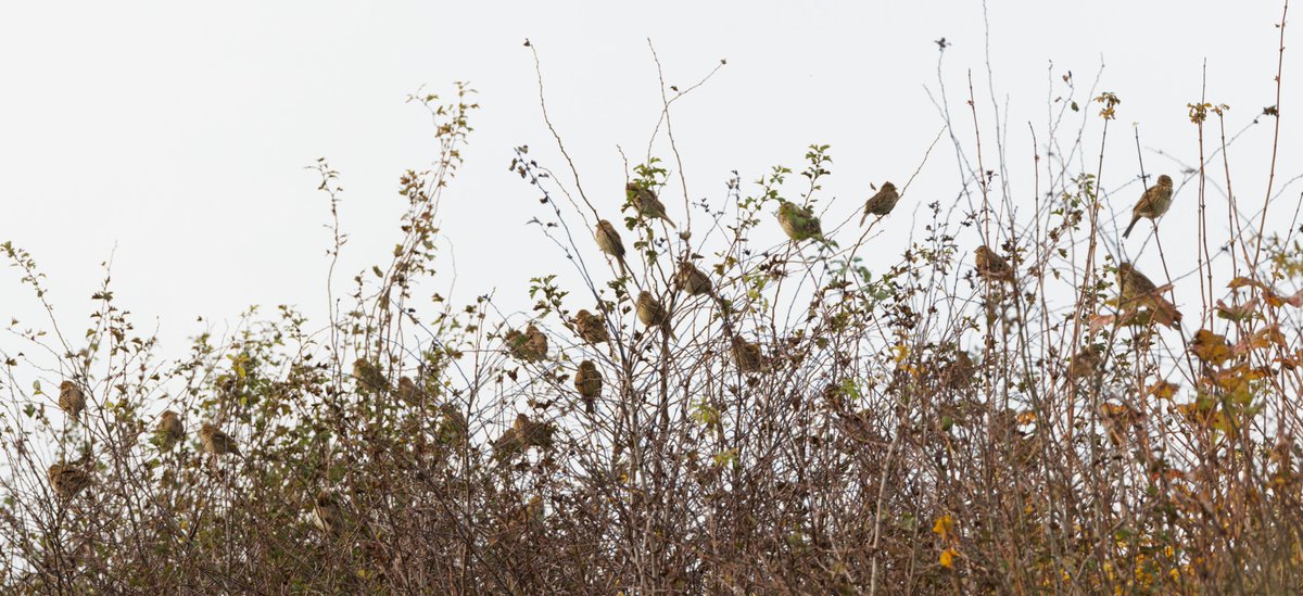 Lovely big flock of 32 Corn Buntings on the South Downs. I see many but not usually in this area specifically nor in such a big flock.