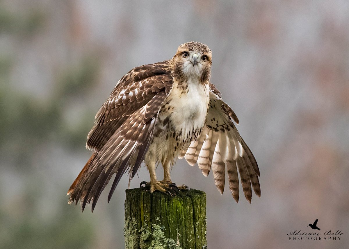 Curious looking hawk!

#hawk #hawks  #birdsofprey #northparklake #northparkpittsburgh #alleghenycountyparks #femalephotographer #nikond850 #nikonphotography #nikonyourshot #natgeoyourshot #wildlife #wildlifephotography #nature #naturephotography