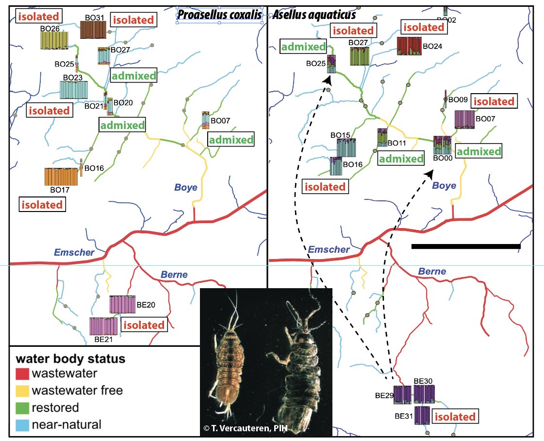 leeselab's tweet photo. 🎉📔hot off the press: #metapopulation structure of two freshwater isopods in an urban stream network! A complex picture. Survival in refugia, small scale isolation at present, occasional long-distance dispersal... Genomic data show: no cryptic species 😅 https://t.co/S83UgD9SYf https://t.co/qo9esYOhSy