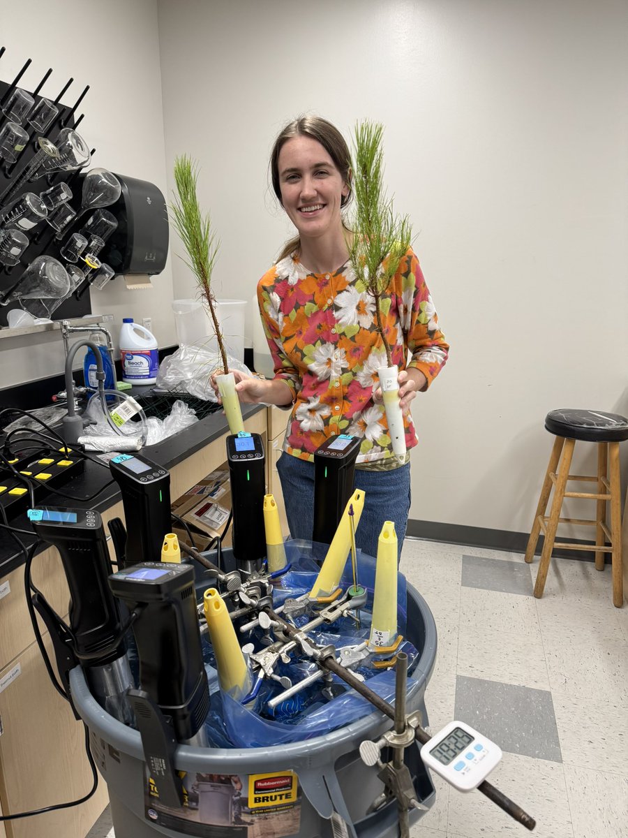 wmhammond's tweet photo. When it comes to measuring plant thermal limits, are we in hot water?? Excited to wrap this project up with Emily Perry, @kantmedelin, and @MarylouMantova before #AGU24 next month. #WhatKillsTrees #HowHotIsTooHot https://t.co/xxdLvXlpth
