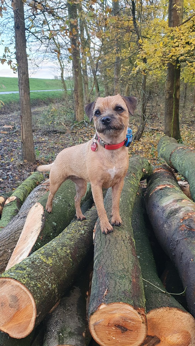 Rubeae_'s tweet photo. #stumpclub or #logclub ?
#btposse #Rubeae #borderterrier #tuesdaymotivations https://t.co/ybQ8ILdyR9