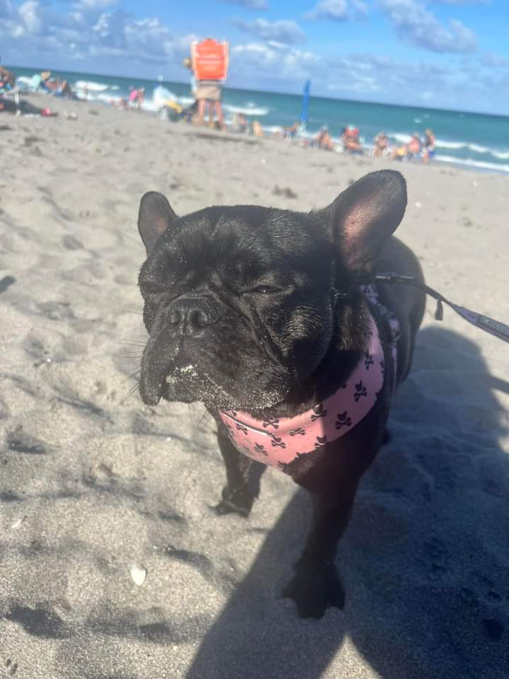 Frenchie_fans's tweet photo. We just moved to Florida, and Princess Evie is living her very best life! https://t.co/CwXcG4yns3