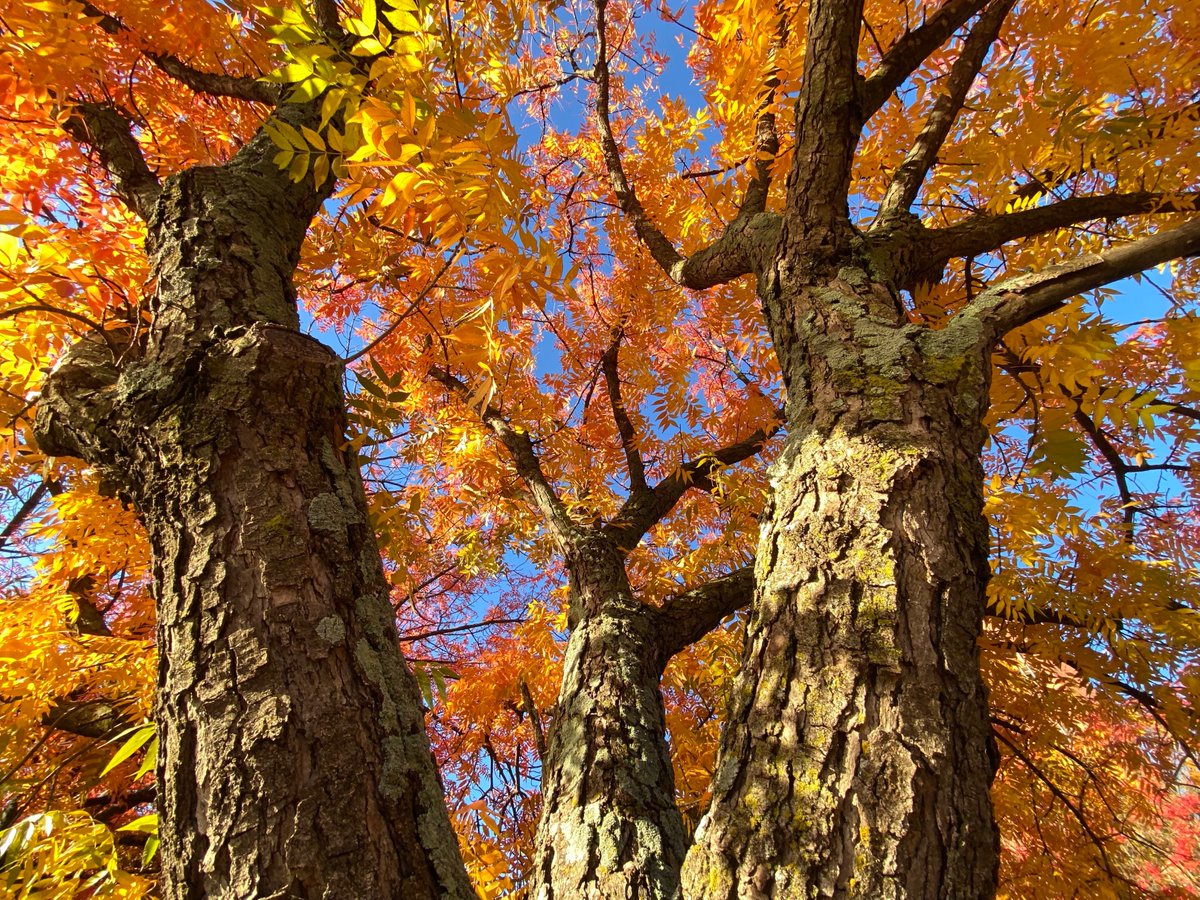 PalmeriJoAnn's tweet photo. #FallColors on display near Sarkeys Energy Center @UofOklahoma #CampusTrees https://t.co/tBhIB9ARNF
