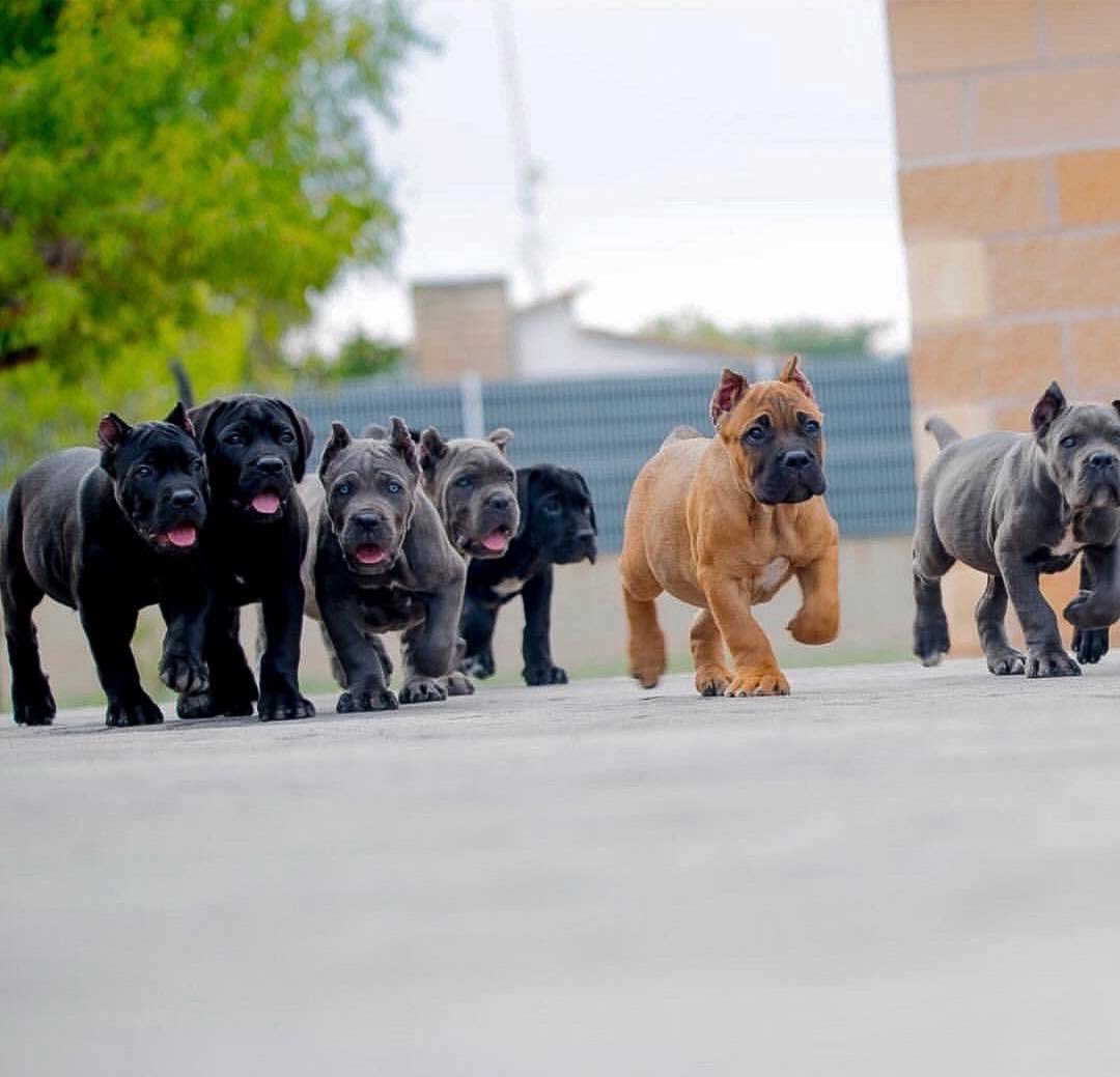 Bootsy_Collins's tweet image. If U here any Noise, it&apos;s just Me &amp;amp; the Boyz!🐶🐕🐕‍🦺 
We Got&apos;s to get Ova the Hump!🫡 Happy Hump Day🥳 #PFunkMob #ServiceDogs #KidsFunkadelic