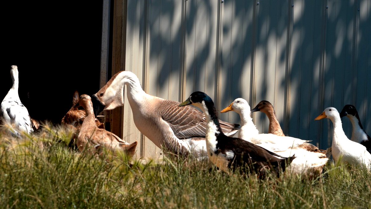 Farm2Veteran's tweet image. 🍁🪿 Hi from our Geese at Farm2Veteran on this wonderful November day! 🪿🍁

Our honking buddies are enjoying the crisp autumn air with the ducks. Sending warm wishes and goose love your way!

#Farm2Veteran #GooseLife #NovemberDays #FarmLife #NatureLovers #VeteranSupport
