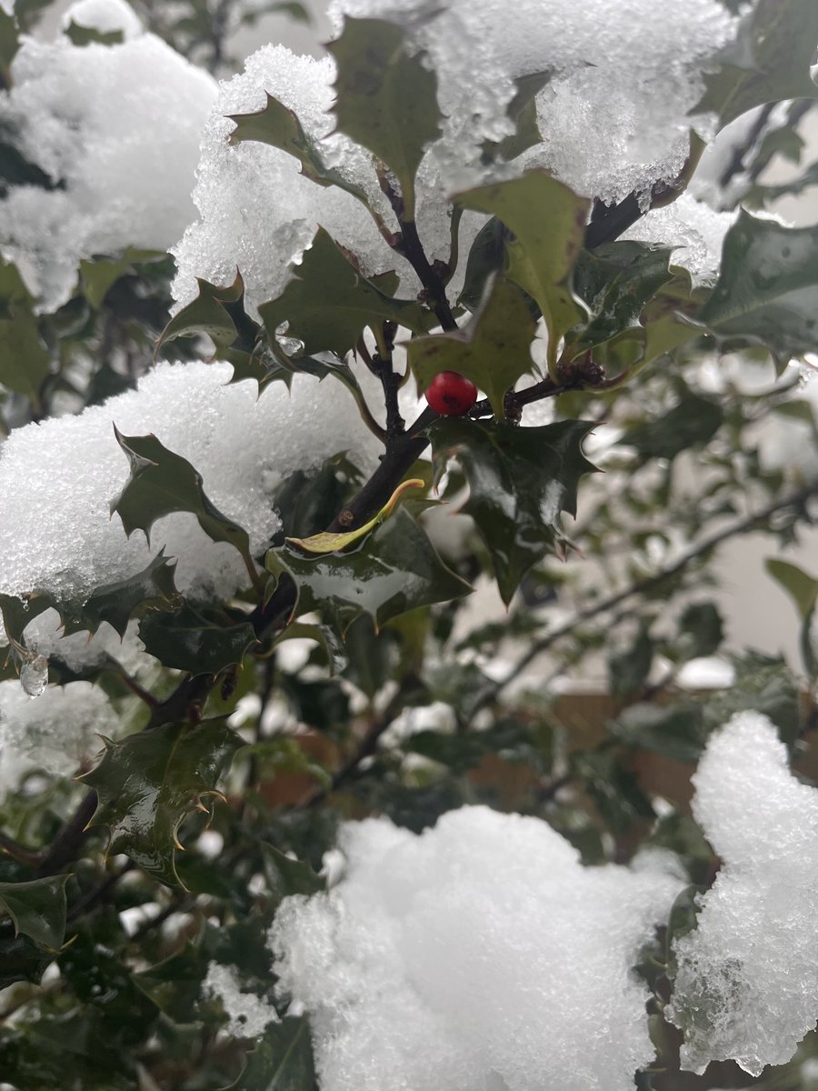 beindemand's tweet photo. #uksnow #snowhog ๐ฆโ๏ธ As temps drop, please remember not all ๐ฆ will hibernate and many will still pop out looking for food & water. Put a stone in the water bowl to stop it freezing overโฆ this will help other wildlife too. Thank you ๐ https://t.co/oNMvK9qzrz