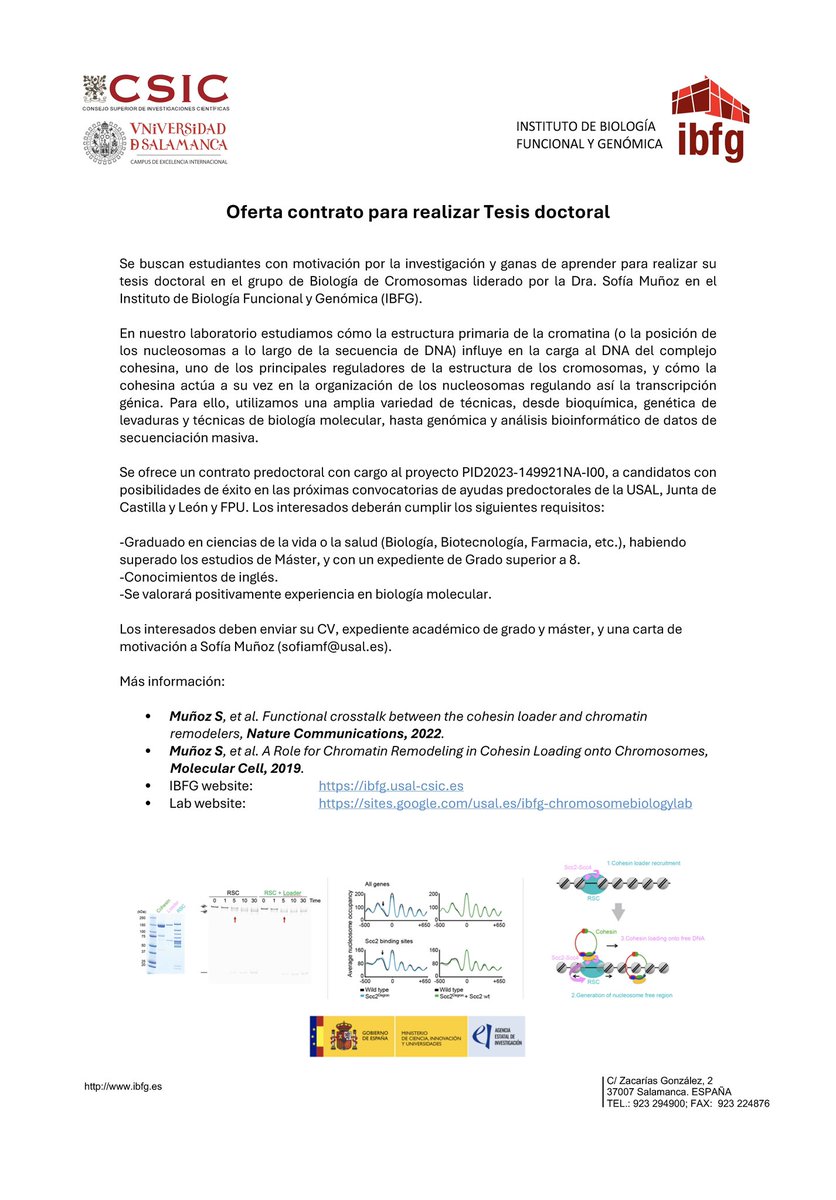 ‼️Buscamos candidato para realizar tesis doctoral en nuestro laboratorio en el <a href="/ibfg_es/">IBFG</a> 👇🏻
