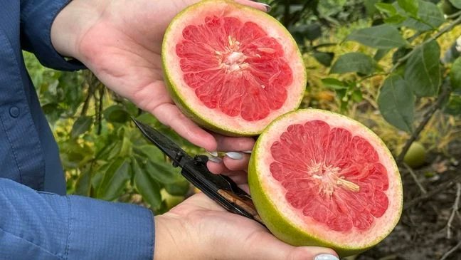 WPEC CBS12 News tweet media